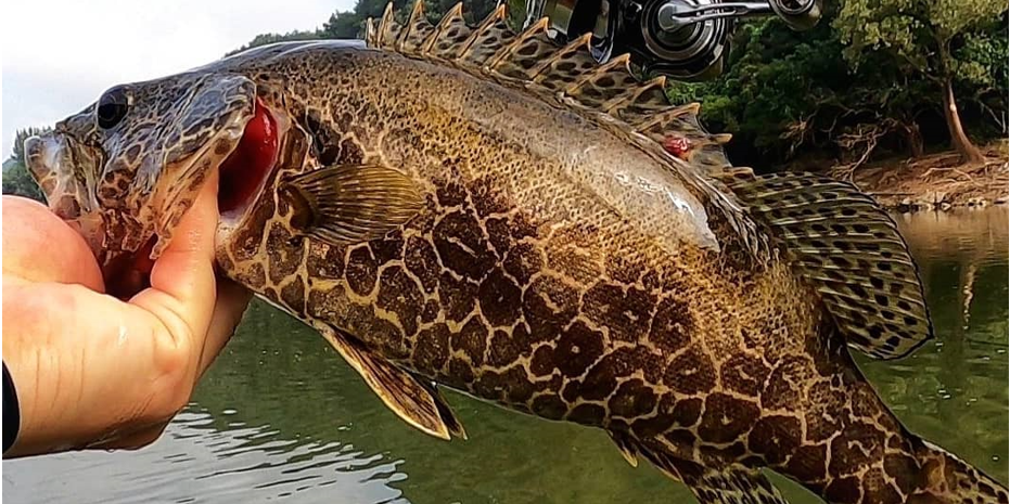 【ゴメクサス】高級魚オオモンハタ！