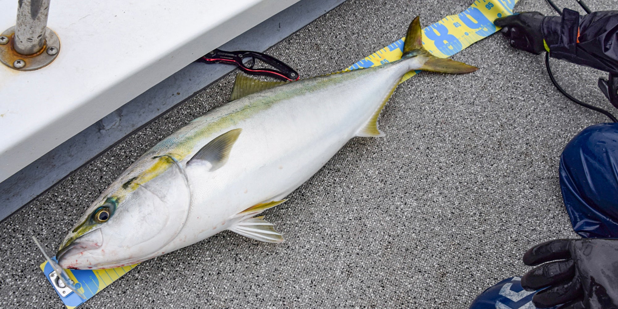 釣った魚の計測方法はどうすればいい?重さ?それとも長さ?