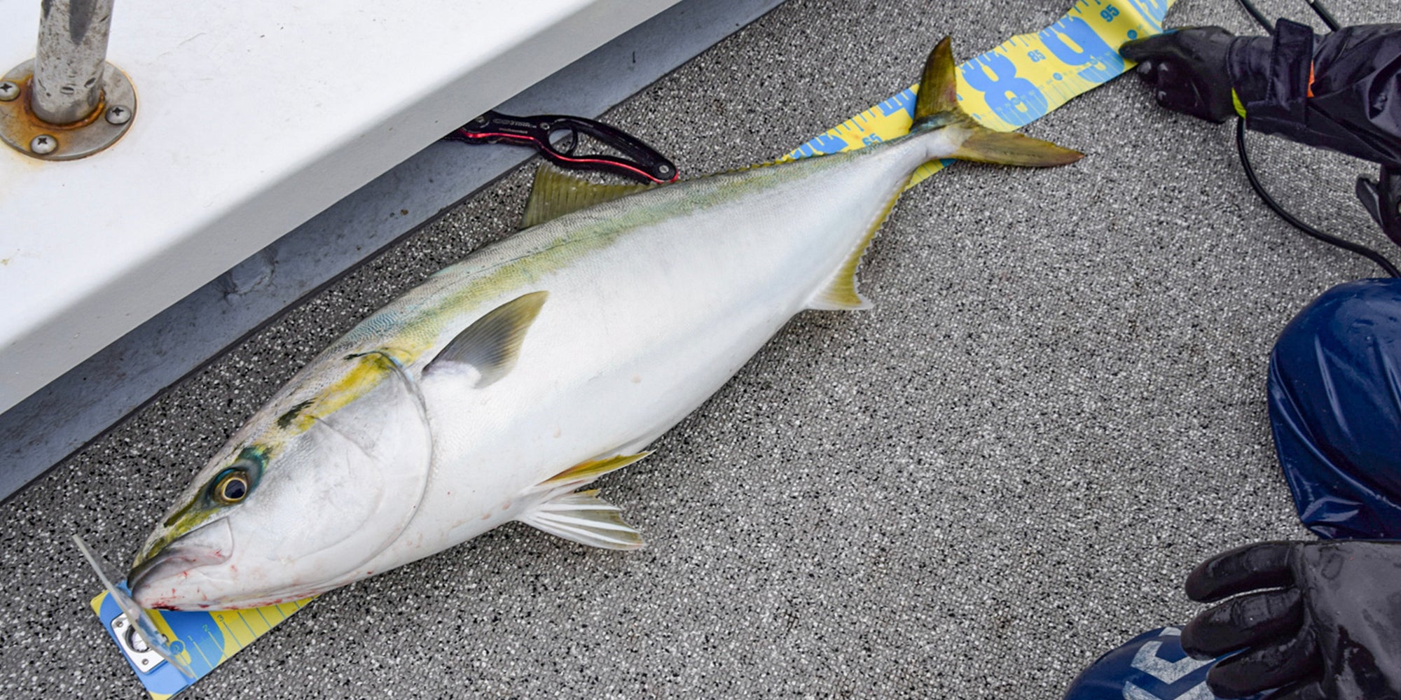 釣った魚の計測方法はどうすればいい？重さ？それとも長さ？