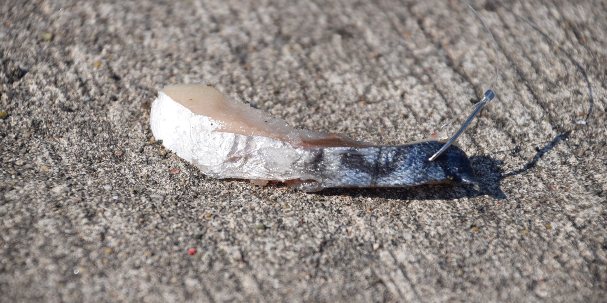別名「ボウズ逃れ」サバの切り身は釣り餌として超優秀!