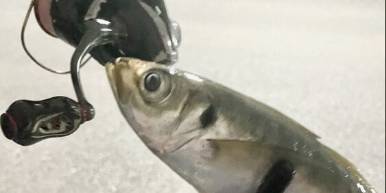 ゴメクサス】20ヴァンフォードにゴメクサスのチタンノブを装着し