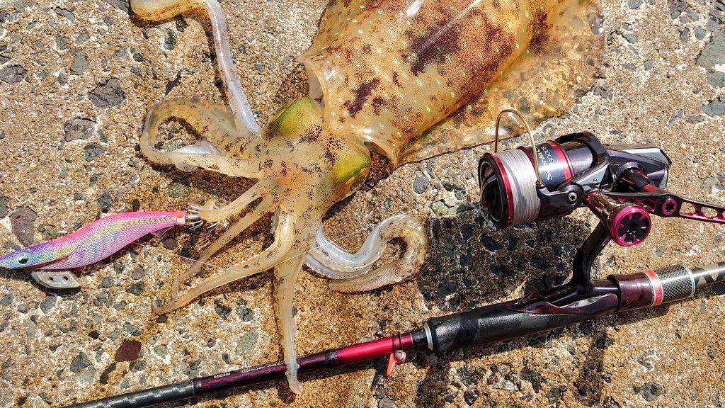 釣れたら要注意！毒魚にの対処方